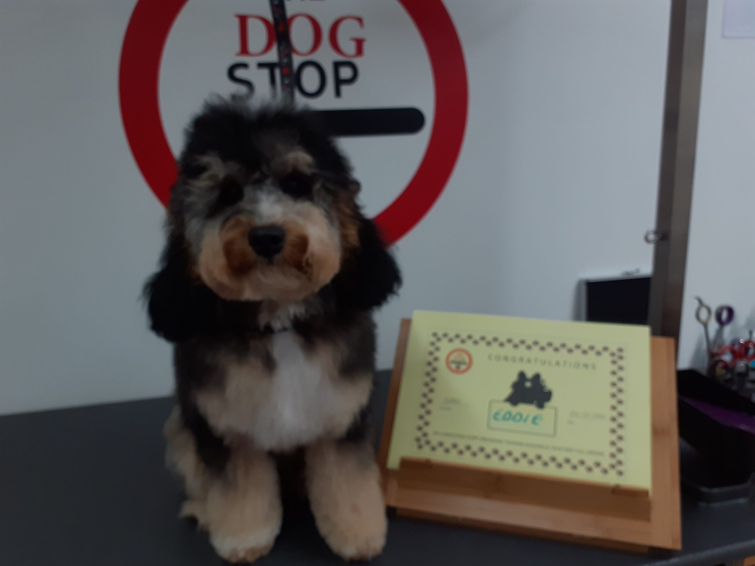 Dog Grooming Wivenhoe, Colchester